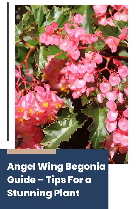 Angel Wing Begonia is a captivating houseplant that will catch your eye with its distinctive foliage. Its leaves resemble wings, complete with bold patterns and colors. This plant not only adds visual appeal but can also grow up to five feet tall, making a striking statement in your home. Angel Wing Begonia, Rooting Hormone, Spider Mites, Bold Patterns, Leaf Coloring, New Growth, Angel Wings, House Plants, Angel