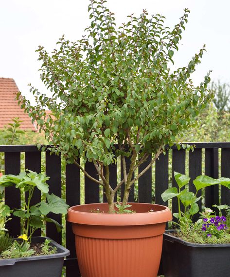 Crepe myrtle care and growing guide: tips for these trees | Crepe Myrtle In Pots, How To Plant Crepe Myrtle Trees, Crepe Myrtle Propagation, Pruning Crepe Myrtles, Crepe Myrtle Landscaping, Transplanting Crepe Myrtles, When To Trim Crepe Myrtle, Creeping Myrtle, Crepe Myrtle Trees