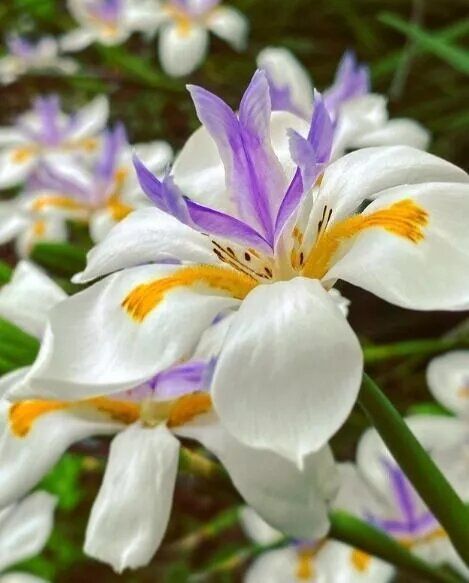 African Iris Fortnight Lily, Butterfly Iris, Iris Plant, African Iris, Full Sun Shrubs, Beautiful White Flowers, White Iris, Foundation Planting, Tree Nursery