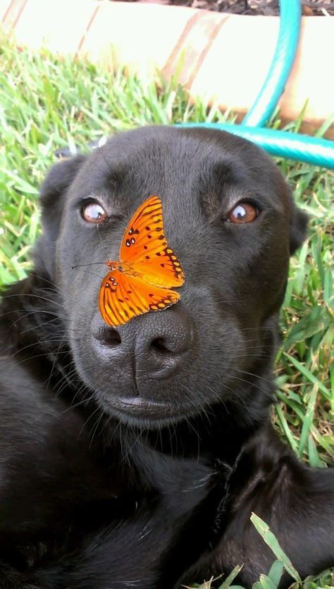 Rare Moments: Animals With Butterflies On Their Noses - I Can Has Cheezburger? Dogs With Butterflies, Dog And Butterfly, Black Shuck, Dark Fairies, Dogs Are Better Than People, Monarch Butterfly Garden, Dog Noses, Animals Together, Animal Noses