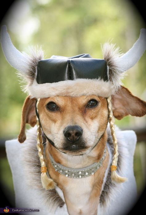 Viking - DIY Halloween Costume | A word from Kristin, the 'Viking' costume creator: My Chiweenie, Ozzy, is wearing a Viking hat that I made out of faux leather and felt. We were all Vikings for Halloween inspired by How to Train Your Dragon. Viking Dog Costume, Costume Ideas For Dogs, Viking Diy, Viking Photoshoot, Vikings Costume, Vikings Costume Diy, Viking Halloween, Diy Pet Costumes, Dog Funnies