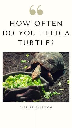 Turtle Food Ideas Pet, Turtle Food Ideas, Box Turtle Food, Turtle Setup, Redfoot Tortoise, Box Turtle Habitat, Diy Turtle, Turtle Enclosure, Turtle Food