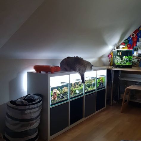 21 Inventive Ways to Use Ikea Kallax Shelves Around the Home Fish Tank Rack Ideas, Ikea Aquarium Stand, Fish Tank Shelves, Fish Tank Shelf Ideas, Amano Shrimp, Kallax Shelving, Ikea Units, Ikea Kallax Shelf, Kallax Shelving Unit