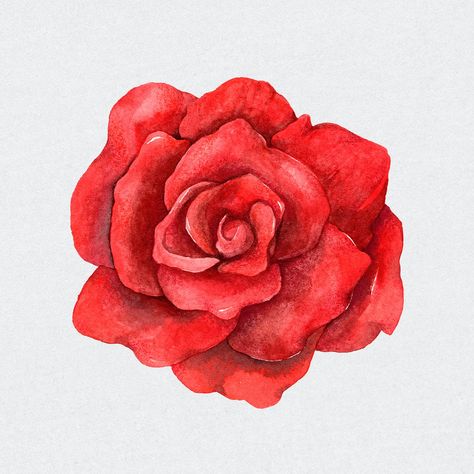 Psd red rose flower vintage clipart | premium image by rawpixel.com / Boom Flower Valentines, Rose Marble, Rose Sketch, Dark Red Roses, Vintage Clipart, Red Rose Tattoo, Rose Oil Painting, About Rose, Rose Clipart