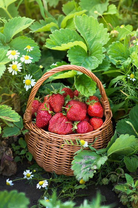 Never run out of strawberries again! Explore the wonders of everbearing varieties, offering a steady stream of delicious berries from your own garden. Click here to start growing your own! Everbearing Strawberries, Strawberry Seed, Strawberry Patch, Growing Strawberries, Strawberry Plants, Powdery Mildew, Growing Fruit, Companion Planting, Non Stop