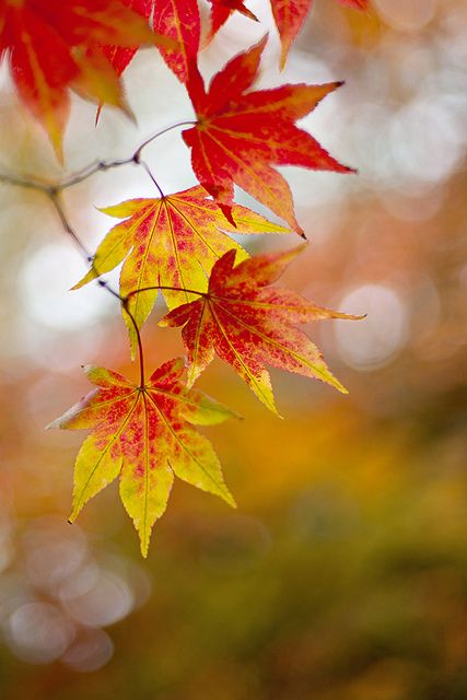 Autumn bokeh | Flickr - Photo Sharing! Autumn Scenes, Airbrush Art, Autumn Scenery, Evergreen Shrubs, Autumn Painting, Autumn Beauty, Yellow Leaves, Fall Pictures, Fall Wallpaper