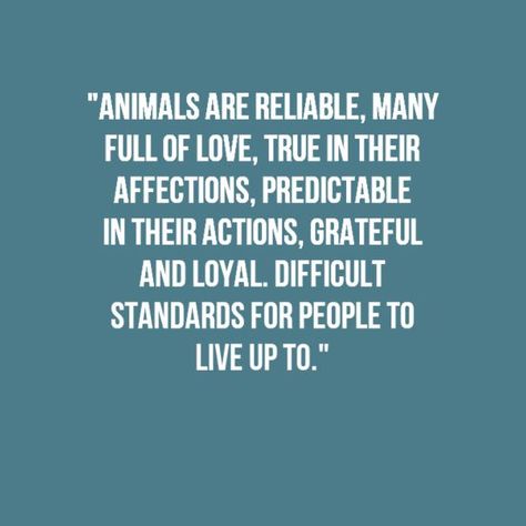 Animals are reliable, many full of love, true in their affections, predictable in their actions, grateful and loyal, difficult standards for people to live up to. #animal #quote #quotesofanimal #animallovers Reliable Quotes, Animal Love Quotes, Animal Lover Quotes, Insta Quotes, Dog Quotes Love, 15th Quotes, About Animals, Love Animals, Cats Art