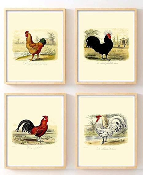 Amazon.com: Ink Inc. Vintage Chicken Rooster Wall Art Prints Home Kitchen Decor Set of 4 8x10 Prints: Posters & Prints Rooster Illustration, Illustration Art Prints, Rooster Wall Art, Rooster Wall, Vintage Chicken, Rooster Print, 8x10 Prints, Rooster Art, Botanical Art Prints