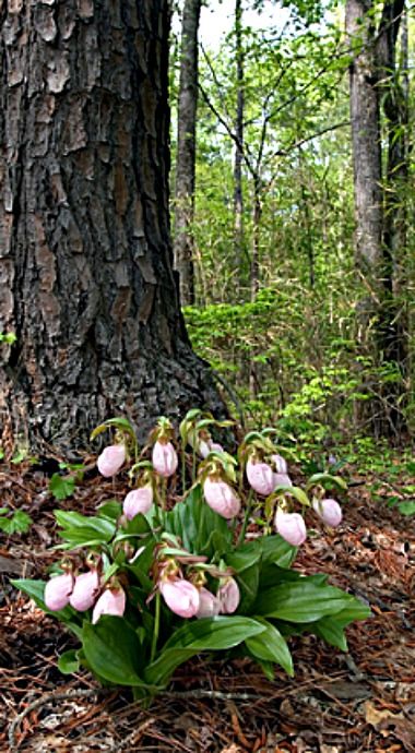 Lady Slippers Lady Slippers Flower, Lady Slipper Flower, Ormanlık Alan, Slipper Orchid, Lady Slipper Orchid, Lady Slipper, Woodland Flowers, Ladies Slippers, Spring Forest