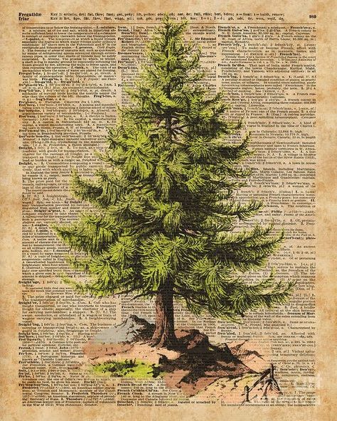 Christmas Tree Poster, Pine Tree Painting, Art Christmas Tree, Tree Poster, Cedar Tree, Newspaper Art, Book Page Art, Dictionary Page, Christmas Tree Art