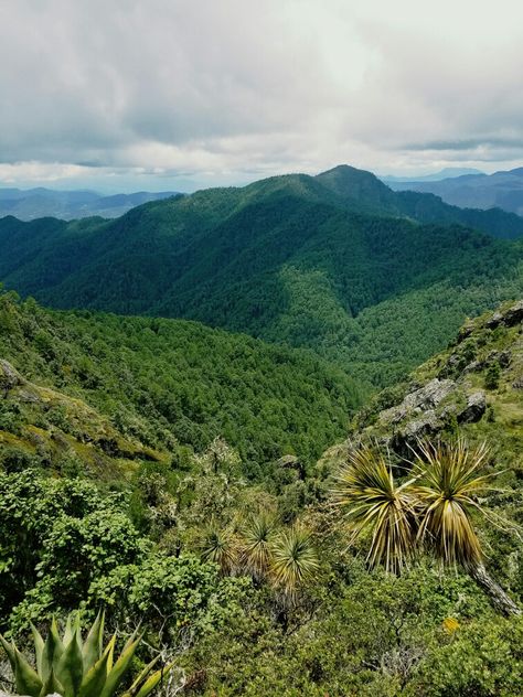 Sierra norte de Oaxaca , Mexico Oaxaca Mexico Aesthetic, Zacatecas Mexico Aesthetic, Mexico Jungle Aesthetic, Mexico Mountains Aesthetic, Mexico Mountains, Mexican Mountains, Mexico Nature, Forest Mountain, Sierra Nevada