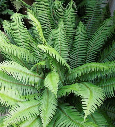 Sword Fern (Polystichum munitum) for easy NW gardens (just prune in March) Low Maintenance Garden, Native Garden, Garden Fountains, Native Plants, Low Maintenance, Fern, Seattle, Plant Leaves, Yard