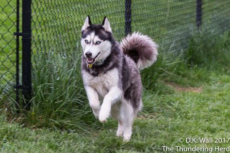 Husky Running, Dog Communication, Dog Sled, Sled Dogs, Snow Sled, Sled Dog, Cute Husky, Siberian Husky Puppies, Homecoming Dance