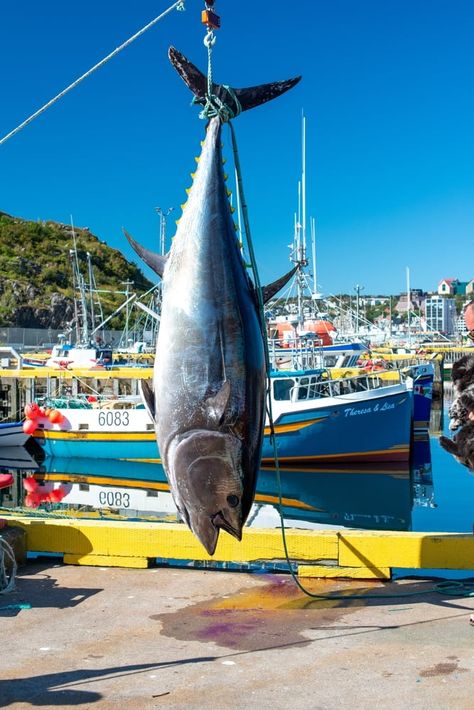 Biggest Tuna Ever Recorded - American Oceans Atlantic Bluefin Tuna, Tuna Meat, Tuna Can, Bluefin Tuna, Tuna Fishing, Tuna Fish, Marine Ecosystem, All Fish, Salmon Fishing