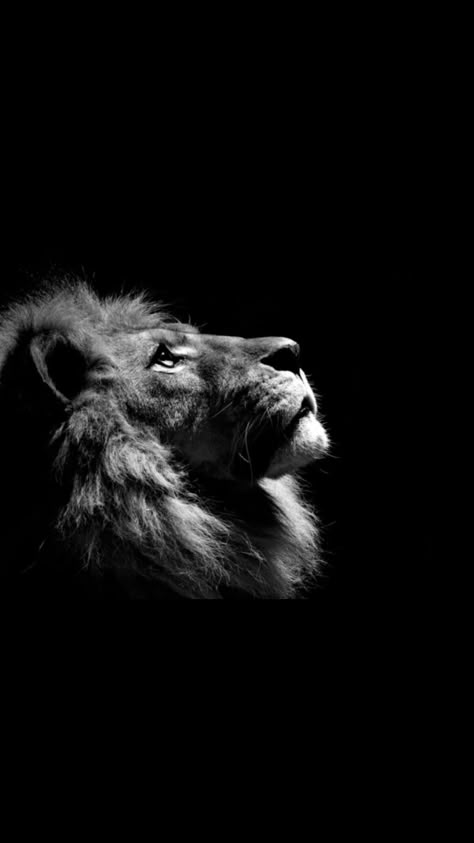 Cool Wallpapers Black And White, White Iphone Background, Lion Profile, Black And White Lion, Lion Photography, Lion Artwork, Lion Wallpaper, Black Lion, Lion Images