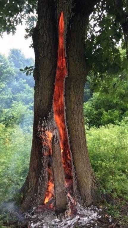 Fire Weird Trees, Struck By Lightning, Earth Pictures, Plaid Christmas Tree, Metal Christmas Tree, Old Trees, Unique Trees, Lightning Strikes, Tree Hugger