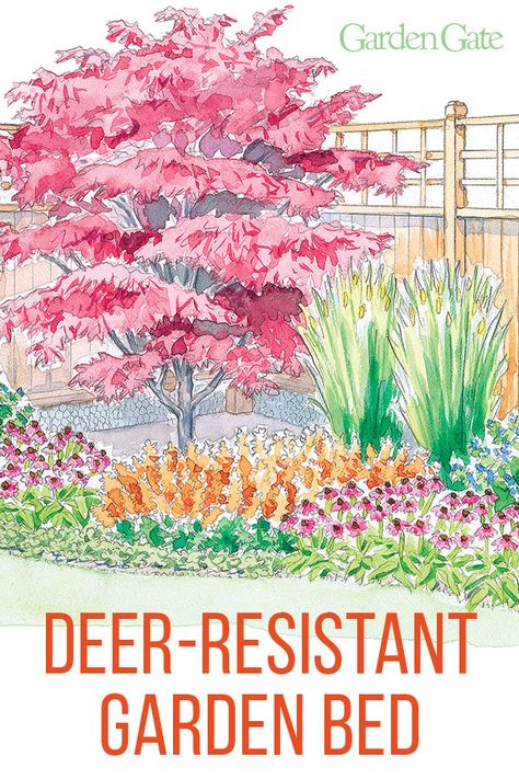 Combat deer from eating your garden by planting flowers, trees & grasses they don't like! Check out our planting plan that works great along a deer fence #Deer #GardenDesign #DeerGardenFence #GardenPlan #GardenTip #GardenGateMagazine Deer Resistant Landscaping, Deer Resistant Flowers, Deer Resistant Garden, Deer Resistant Perennials, Flower Garden Plans, Deer Fence, Flower Bed Designs, Deer Resistant Plants, Planting Plan