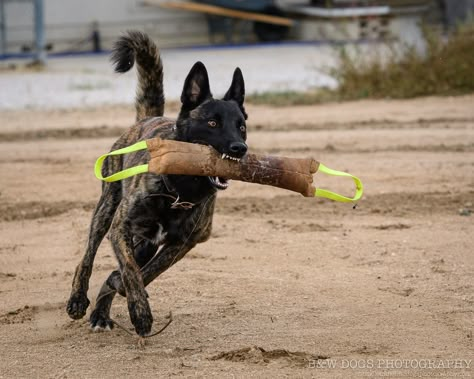 Dutch Shepherd Aesthetic, Conditioned Dogs, Dog Edits, Dutch Shepherd Dog, Fit Dogs, Dutch Shepherd, Working Dog, Real Dog, Herding Dogs