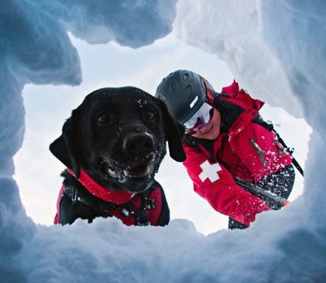 This is what you want to see if you're ever in an avalanche. Dogs saving lifes! Dogs With Jobs, Colorado Ski Resorts, Ski Patrol, Search And Rescue Dogs, Colorado Ski, Animal Behaviorist, Sense Of Smell, Dog Stories, Ski Resorts