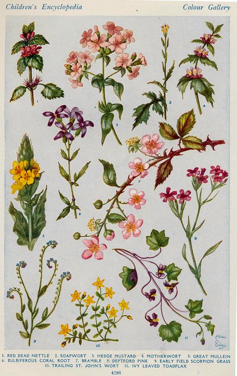 flowers of the hedgerow d | Flickr - Photo Sharing! Hedgerow Flowers, Tattoos Celebrities, Outdoors Quotes, Design Tattoos, Botanical Illustration Vintage, Vintage Botanical Prints, Botanical Poster, Nature Drawing, Botanical Drawings