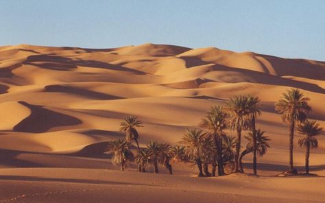 High Quality Background, Quality Background, Desert Background, Desert Sahara, Palm Trees Wallpaper, Deserts Of The World, Wallpapers Desktop, World Wallpaper, Desert Painting