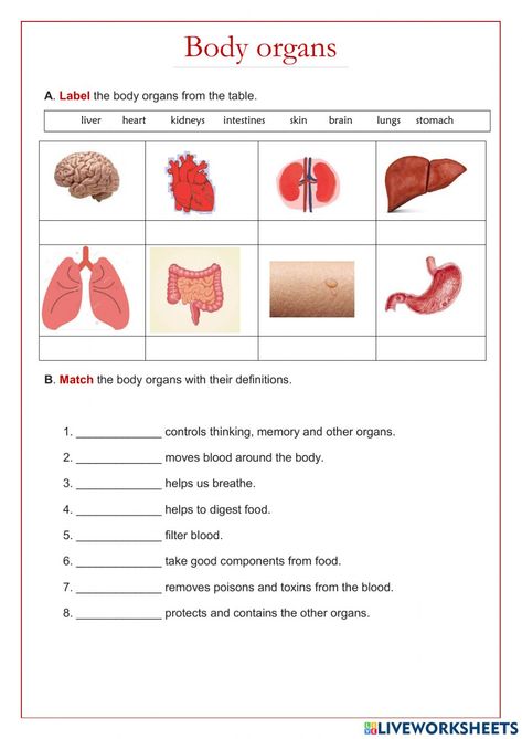 Kindergarten Science Projects, Human Body Organ System, Studying Science, Human Body Worksheets, My Five Senses, Human Body Science, Human Body Organs, Human Organ, Organ System