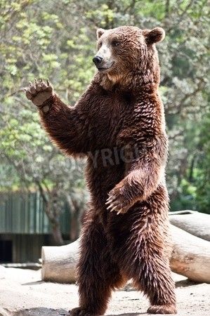 Kodiak Brown Bear, Bear Standing, Moon Bear, Bear Tattoos, Saying Hello, Bear Drawing, Bear Tattoo, Bear Arms, Bear Carving