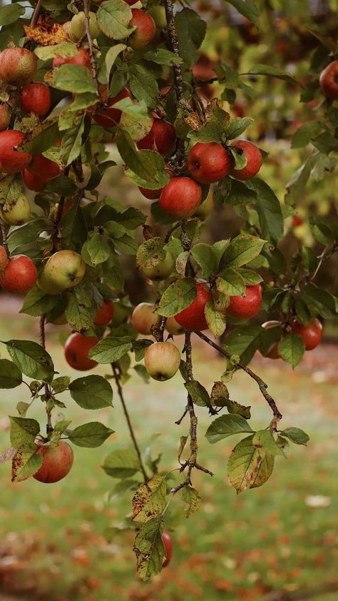 Writing Books, Fruit Photography, Fall Apples, Autumn Scenes, Apple Watch Wallpaper, Apple Orchard, Dry Leaf, Apple Watch Faces, Apple Picking