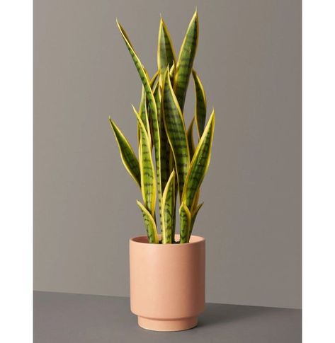 20 Best First Mother's Day Gifts - Special New Mom Gift Ideas for Mothers Day 2020 Living Walls, Artificial Christmas Trees, Types Of Succulents, First Mothers Day Gifts, Low Light Plants, Silk Plants, Plants Indoor, Orchid Care, Low Maintenance Plants