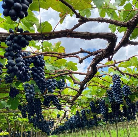 Grape Farm Vineyard, Grape Tree Garden, Grapes Garden, Grape Farm, Grape Garden, Grape Vine Trellis, Fruits And Vegetables Pictures, Grape Tree, Vegetable Pictures