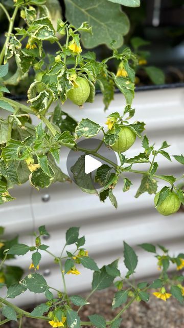 Tahiri Flores on Instagram: "Growing TOMATILLOS in the garden! 💚⬇️

Also known as husk tomatoes -tomatillos are native to Mexico and Central America. They are a vigorous warm season crop that is used in various dishes!  Most commonly known for the delicious salsa verde that can be made with these little gems! They have a tangy and bright flavor and come in yellow, purple and green colors. 

I have Pancho & milpero varieties growing in my @vego_garden 🌱17" tall 9-1 modular metal raised garden bed kit  and I've just let them spill over the edges! 

Although tomatillos are in the nightshade family like tomatoes they are not self-pollinating which means they need another plant to cross pollinate with for fruit production. So when adding them to the garden plan for a tomatillo patch of 2-3 pl Growing Tomatillos, Tomatillo Plant, Vego Garden, Raised Garden Bed Kits, Homegrown Food, Metal Raised Garden Beds, Garden Plan, California Garden, Garden Bed