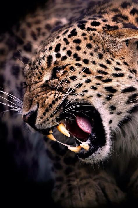 Savage jaguar Angry Animals, Jaguar Animal, Wild Animal Wallpaper, Leopard Head, Animal Inspiration, Bad Cats, Animal Reference, Wild Creatures, Animal References