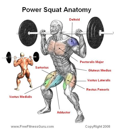 muscles worked in squat Best Leg Workout, Shoulder Training, Nutrition Sportive, Bodybuilding Diet, Muscle Anatomy, Squat Workout, Muscle Building Workouts, Weight Training Workouts, Workout Chart