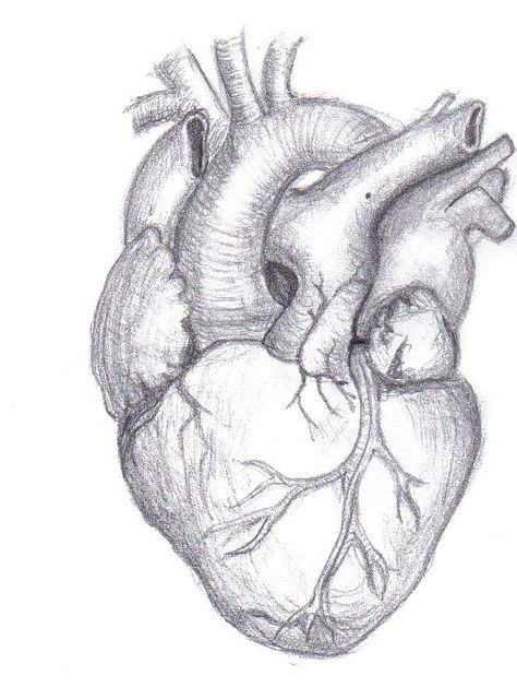 Heart Pencil Drawing, Real Heart Tattoos, Anatomical Heart Drawing, Human Heart Drawing, Easy Pencil Drawings, Human Painting, Heart Sketch, Pencil Drawings Easy, Heart Drawing