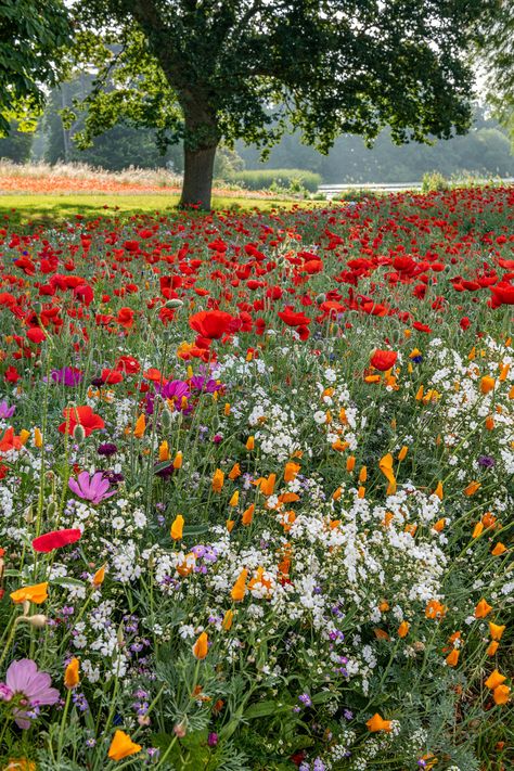 Ftd Flowers, Hever Castle, Wild Flower Meadow, Meadow Garden, Wildflower Garden, Meadow Flowers, Flower Farm, Nature Aesthetic, Flower Field