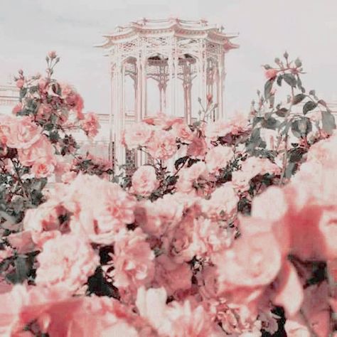 aphrodite aesthetic Aphrodite Cabin, Percy Jackson Cabins, Roses Photography, Aphrodite Aesthetic, Aphrodite Goddess, Greek Pantheon, Goddess Aesthetic, Greek Gods And Goddesses, Angel Aesthetic