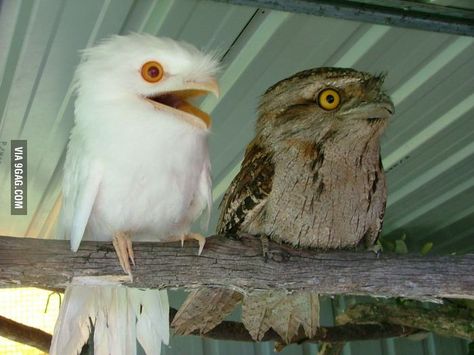 Apparently, the weirdness of the albino Potoo is too much for his normally pigmented brother. Rare Albino Animals, Albino Animals, White Birds, Kinds Of Birds, Rare Animals, Amazing Animals, Pretty Birds, Small Birds, Beautiful Creatures