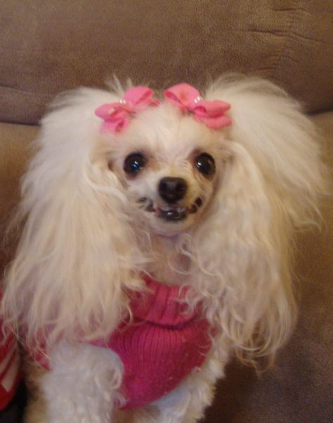 I got pigtails! Dogs With Ponytails, Cat With Pigtails, Dog With Pigtails, Poodle Hair, Silly Dogs, White Dogs, Cute Animals, Puppies, Hair Styles