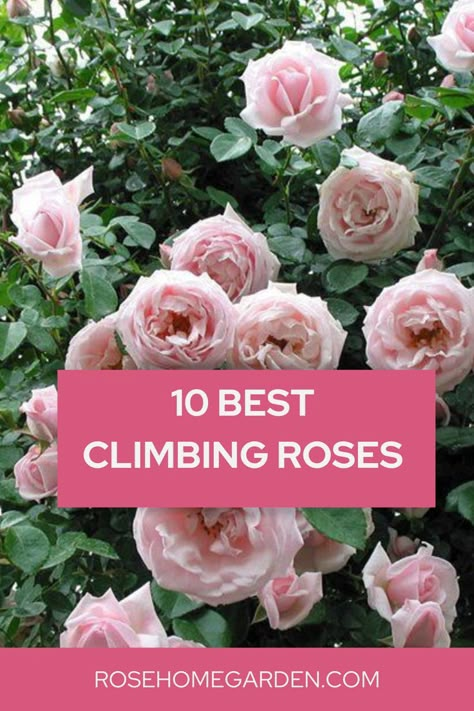 10 best climbing roses Climbing Roses Garage, Garden Design Roses, Climbing White Roses, Climbing Roses On House Front Porches, Flowering Climbing Plants, Rose Bush Types, Roses Climbing On House, Rambler Roses Climbing, How To Plant Climbing Roses