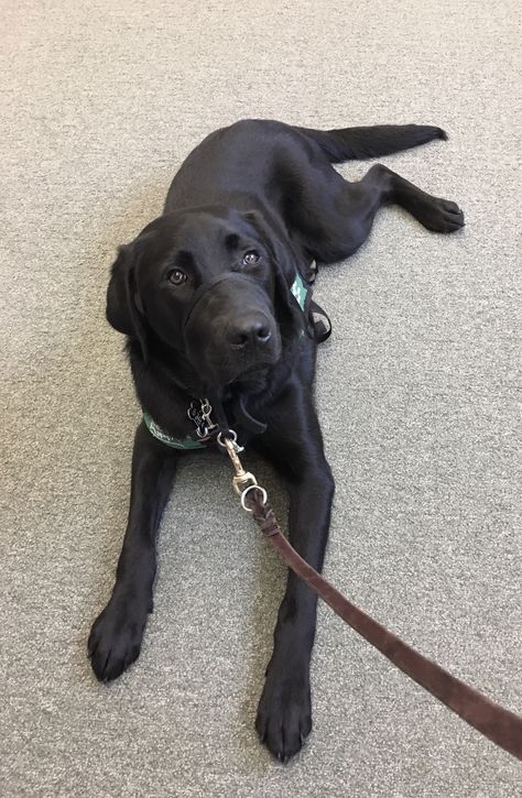 Lab Service Dog, Training Labrador Puppies, Service Dog In Training Gear, Black Lab English, Puppy Labrador Black, Black Lab Service Dog, Yellow Lab Service Dog, Black Labrador Service Dog, Dog Training School