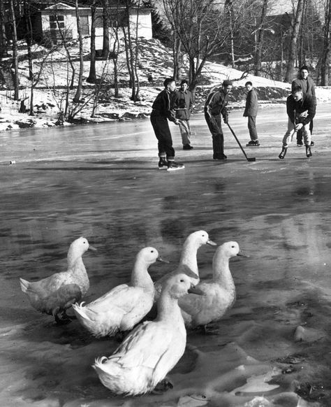 Growing up on Staten Island: The good ol’ days - silive.com Staten Island History, Dog Sled, Frozen Pond, Winter Horse, Ski Jumping, School Yard, Nyc Subway, I Love Ny, Days Gone