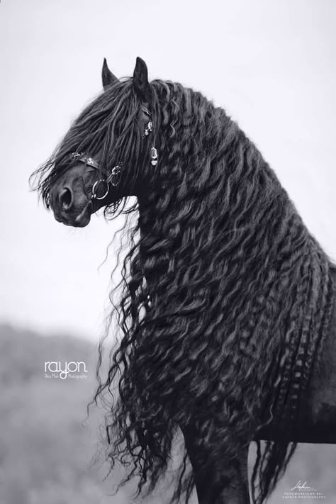 Images Of Animals, Best Images, Black Horse, Instagram Page, Curly Hair, Animals, Hair, Instagram, Black