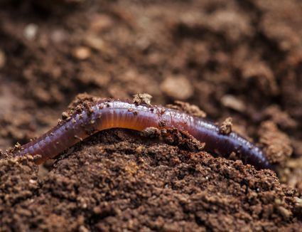 What Should You Feed Vermicomposting Worms? Worm Beds, Types Of Worms, Red Wigglers, Finnish Language, Worm Bin, Worm Composting, Worm Farm, Uses For Coffee Grounds, Boreal Forest