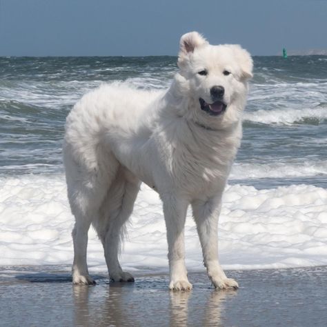 Maremma Sheepdog Puppy, Maremma Dog, Maremma Sheepdog, Dog Days Are Over, Florence The Machines, Fluffy Animals, Instagram Life, Personal Brand, Inspiration Board