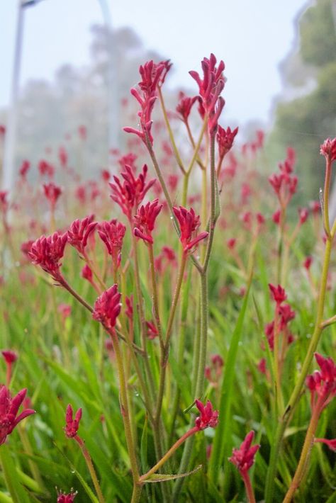 Kangaroo Plant, Kangaroo Paw Arrangement, Kangaroo Paw Garden, Kangaroo Paw Painting, Blue Kangaroo Paw, Red Kangaroo Paw, Pink Kangaroo Paw, Kangaroo Paw Plant, Kangaroo Paw Flower