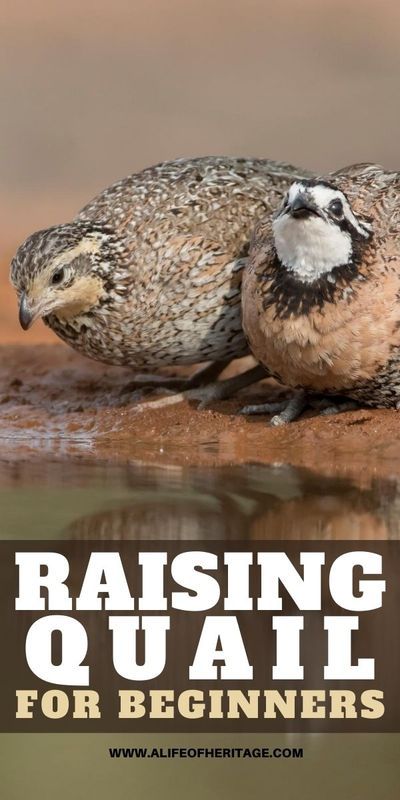 Raising Quail For Profit, Raising Quail For Meat, Quail Run Ideas, Raising Quail For Eggs, Keeping Quail, Quail Raising, Suburban Farm, Chicken Anatomy, Quail Pen