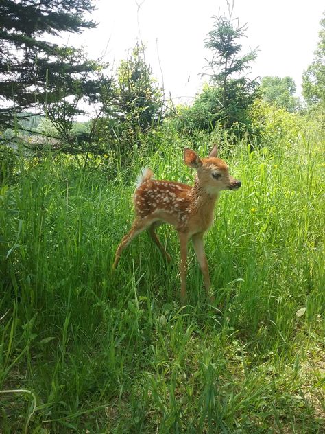 Baby Deer Aesthetic, Dollette Room, Bambi Beauty, Room Coquette, 2014 Tumblr, Coquette Core, Deer Photos, Coquette Room, Aesthetic Girly