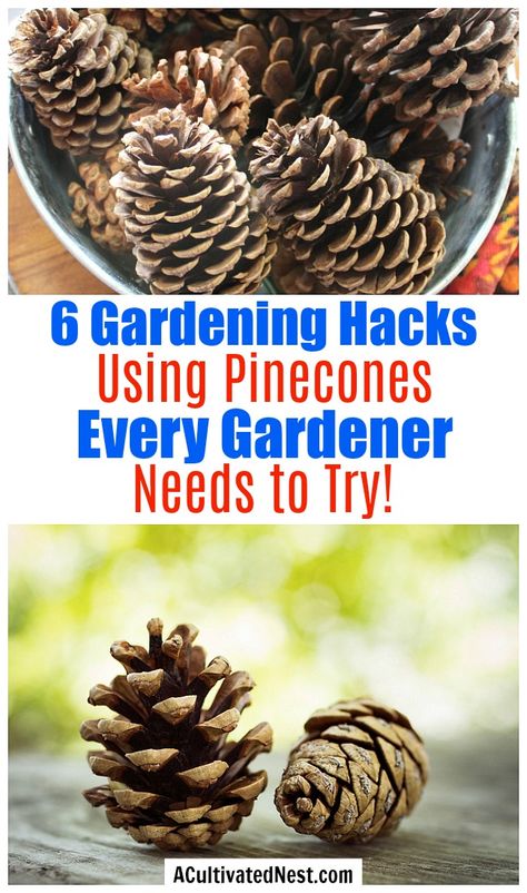 6 Ways to Use Pine Cones in Your Garden- Did you know that pine cones can be beneficial in your garden? Here are 7 genius ways to use pine cones in your garden that every gardener needs to try! | gardening hacks, frugal gardening, what to do with pine cones, #gardening #garden #gardeningTips #ACultivatedNest Garden Diy Decoration Ideas, Pine Cone Bird Feeder, Frugal Gardening, Pine Garden, Pinecone Crafts Kids, Small Pine Cones, Hacks And Tips, Garden Hacks, Gardening Hacks