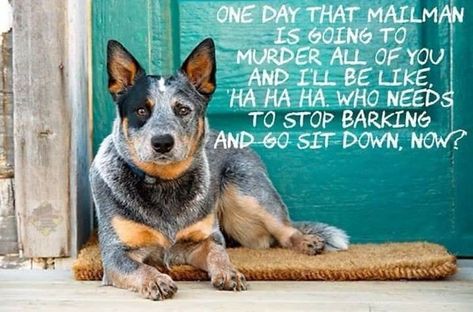 Cattle Dog Quotes, Blue Heeler Quotes, Aussie Cattle Dog, Austrailian Cattle Dog, Dog Remedies, Heeler Puppies, Cattle Dogs Rule, Blue Heeler Dogs, Australian Cattle Dog Blue Heeler