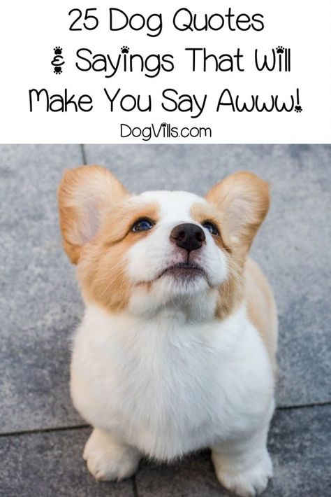 Get ready for 25 cute dog quotes & sayings that will totally make you say "awww!" Check them out! Quotes About Dogs, Cute Dog Quotes, Puppy Quotes, Working Dogs Breeds, Exotic Animals As Pets, Pets Wallpaper, Puppy Drawing, Dog Quote, Dog Grooming Business